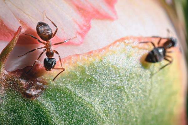 Ant Control in Nashua, NH